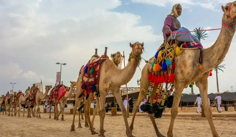 bikaner-camel-festival