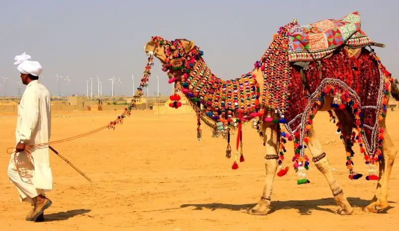 Camel Research Station Bikaner – Can You Visit? Entry, Timings & What to Expect
