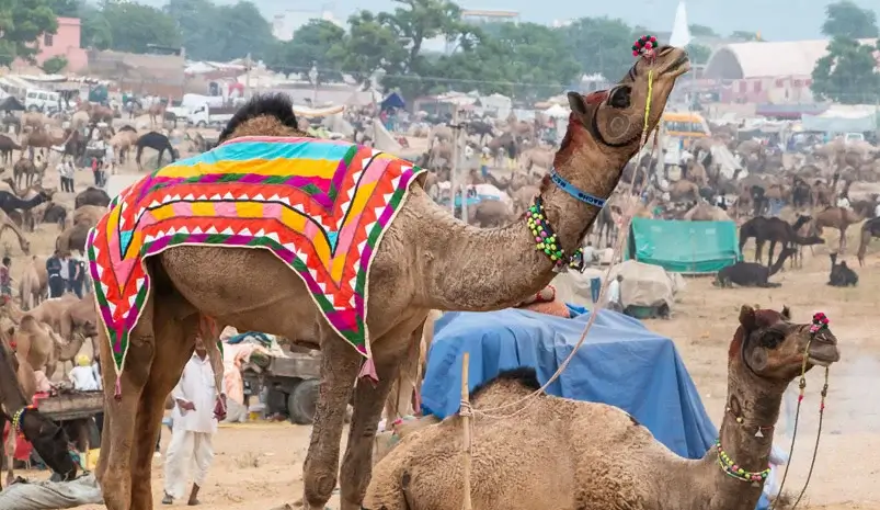 Pushkar Fair 2025 - Rajasthan Tour Taxi