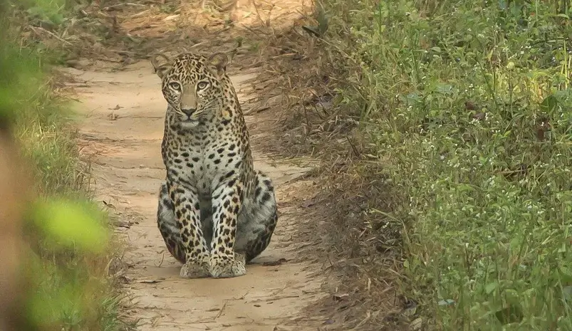 Jaipur Jhalana Leopard Safari Tour