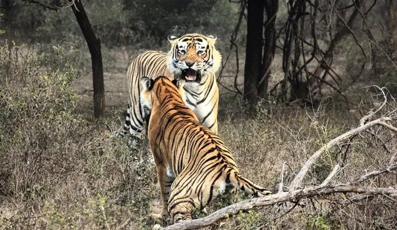 5 Days Jaipur Ranthambore Agra Tour