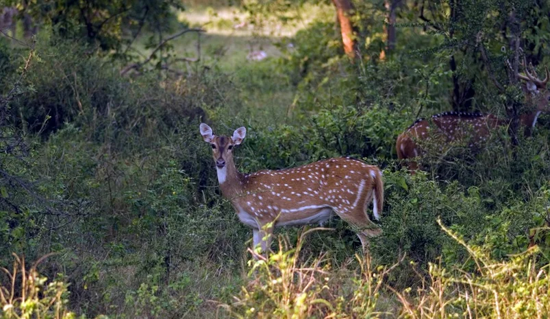 3 Days Jaipur Sariska Tour