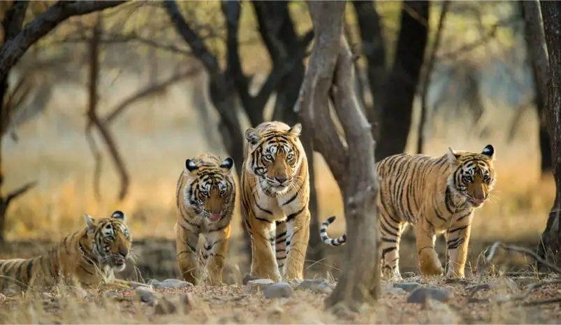 India Wildlife & Taj Safari Lodges Tour