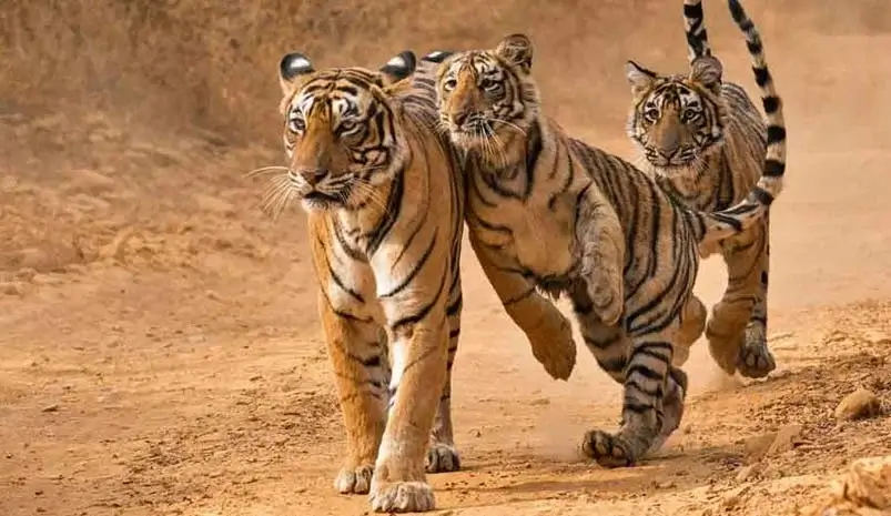 11 Days Rajasthan Wildlife Tour Package