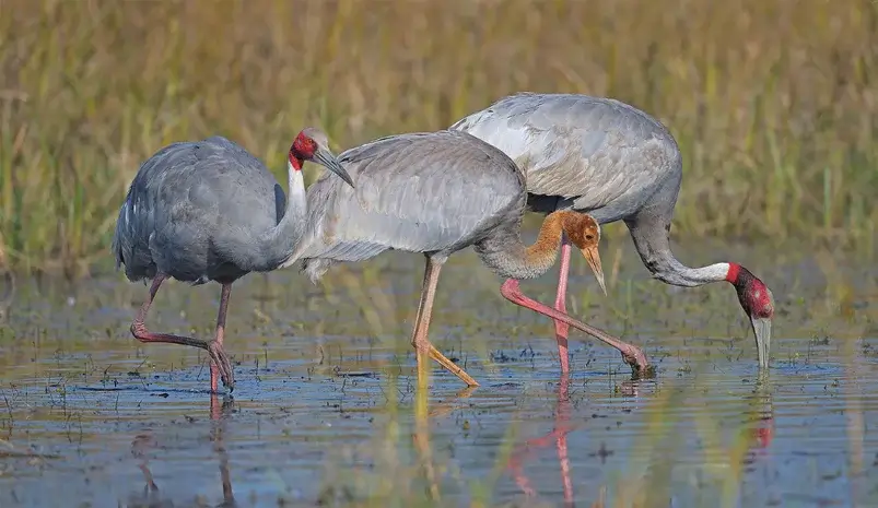 Embark on a thrilling 5-day wildlife adventure through Bharatpur, Ranthambore, and Sariska from Delhi. Explore diverse ecosystems, spot tigers, and enjoy the beauty of nature. Book your tour now!