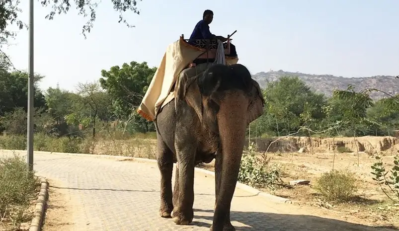 Jaipur Elephant Safari Tour