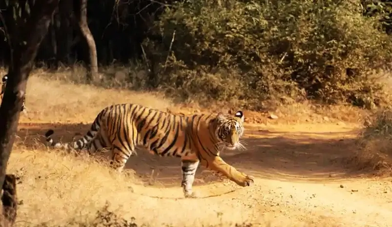 11 Days Rajasthan Wildlife Tour Package