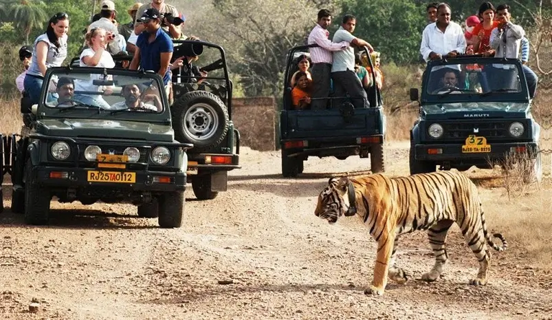 Jaipur Ranthgambore Tour