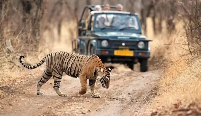 Embark on a thrilling 5-day wildlife adventure through Bharatpur, Ranthambore, and Sariska from Delhi. Explore diverse ecosystems, spot tigers, and enjoy the beauty of nature. Book your tour now!