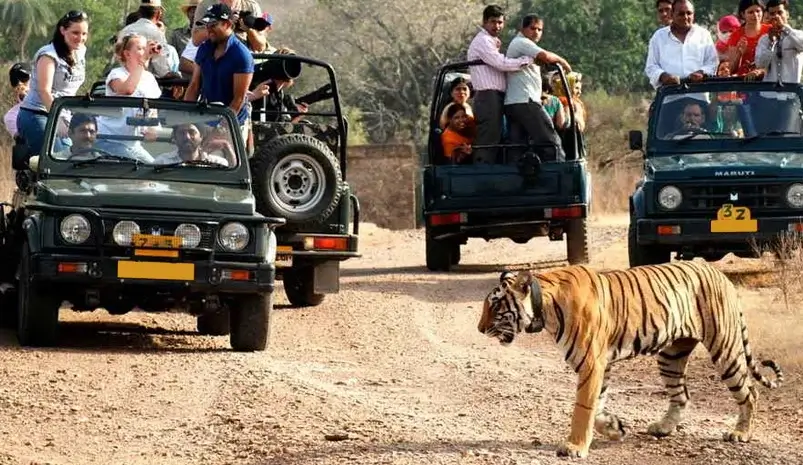 One Day Tour to Sariska from Jaipur